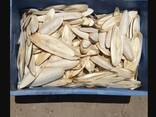 2023 Hot Sale Cuttlefish Bones Dried cuttlefish bone Cuttle fish bone - photo 1