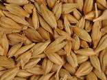 Barley - photo 1