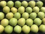 Best apples from Poland wholesale - фото 2