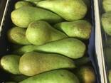 Best pears from Poland wholesale - photo 6