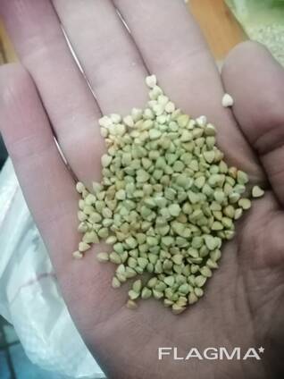 ירוק כוסמת FCA Pavlodar קזחסטן