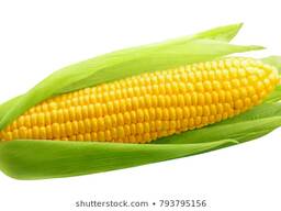 Feed corn