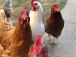 Fowls and eggs - photo 3