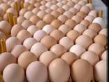 Fresh and good quality eggs for sale - фото 1