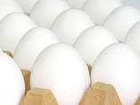 Fresh and good quality eggs for sale - photo 3
