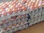 Fresh and good quality eggs for sale - photo 5