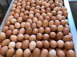 Fresh and good quality eggs for sale - photo 6
