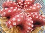 Мороженные морепродукты и рыба в Израиль от завода из Китая - фото 6