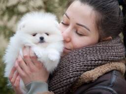 Померанский шпиц ищет