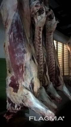Продам говядину оптом