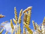 Пшеница кукуруза ячмень шрот подсолнечника Масло экспорт - фото 1