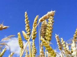 Пшеница кукуруза ячмень шрот подсолнечника Масло экспорт
