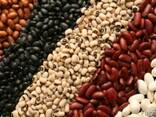Pulses and legumes - фото 1