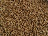 Selling 3000 tons of durum wheat. - фото 1