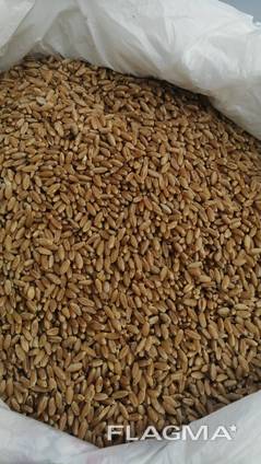 Selling 3000 tons of durum wheat.