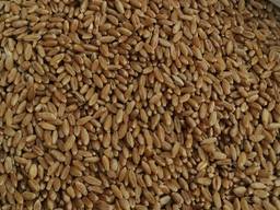 Selling 3000 tons of durum wheat.