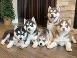 Siberian Husky Puppies Available - фото 1