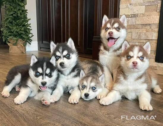 Siberian Husky Puppies Available