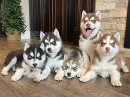 Siberian Husky Puppies Available