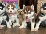 Siberian Husky Puppies Available - фото 2