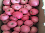 Top grade fresh apples - photo 1