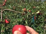 Top grade fresh apples - photo 3