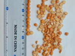 Yellow split Pea - photo 1