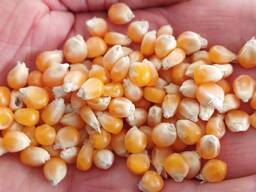 מוכר תירס לפופקורן